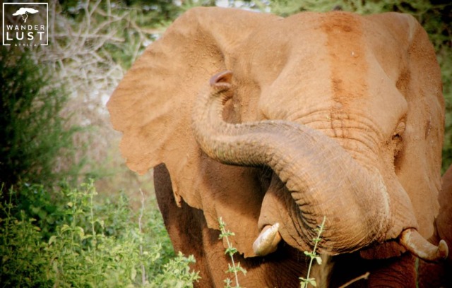 Elefant im Addo Elephant Park Südafrika