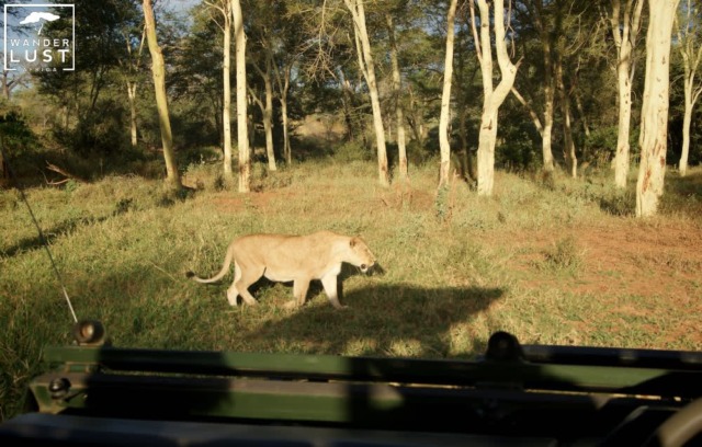 Löwe, Krüger Nationalpark Südafrika 
