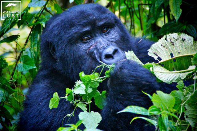 Gorilla Trekking Uganda