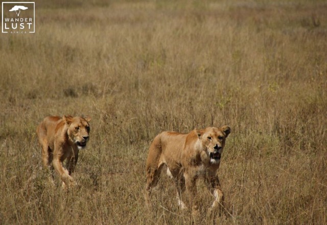 Löwen in der Serengeti, Tansania