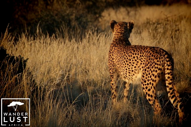 Gepard in Namibia