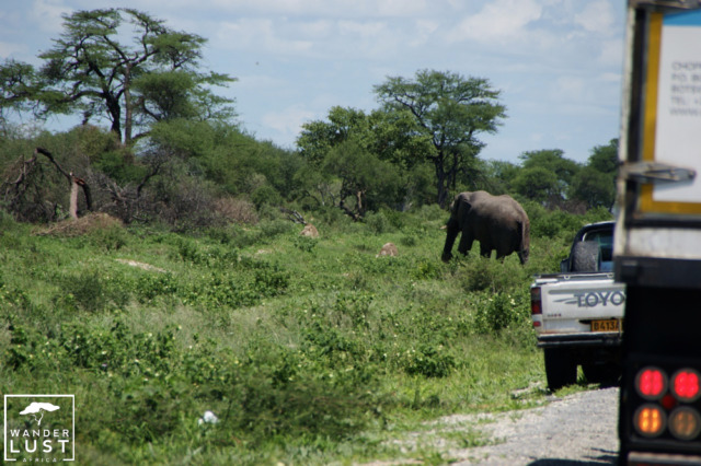 Elephant Crossing Highway in Botswana