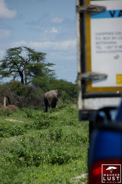 Elephants crossing the main roads in Botswana