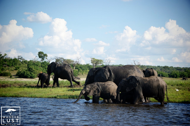 Elefanten an der Chobe River Front in Botswana
