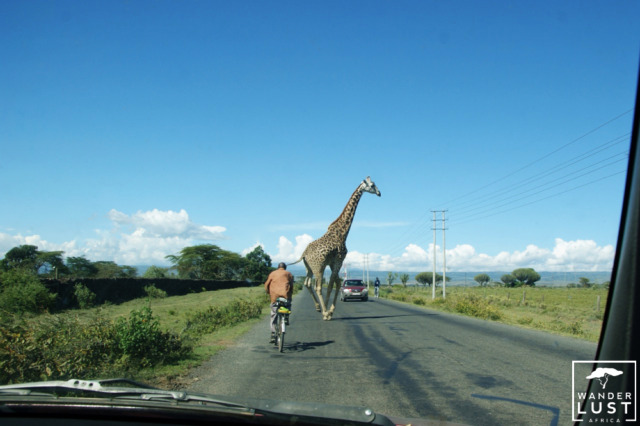 Eine Giraffe überquert die Strasse in Kenia