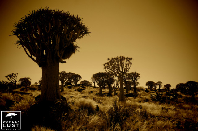 Quiver Tree Forest in Namibia in the sunset