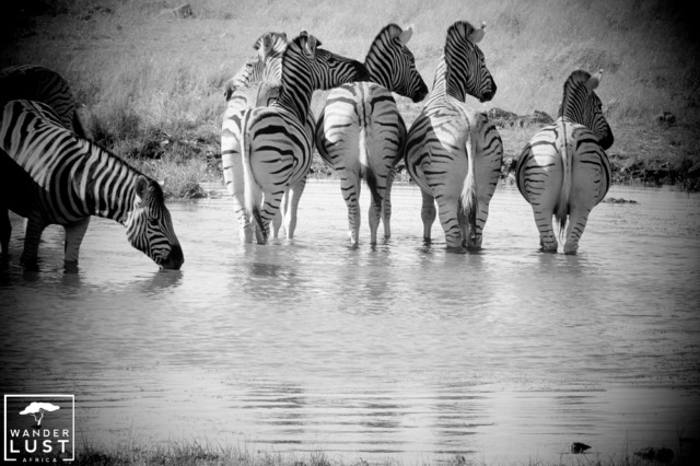 Zebras an einem der vielen Wasserlöcher im Etosha Nationalpark in Namibia