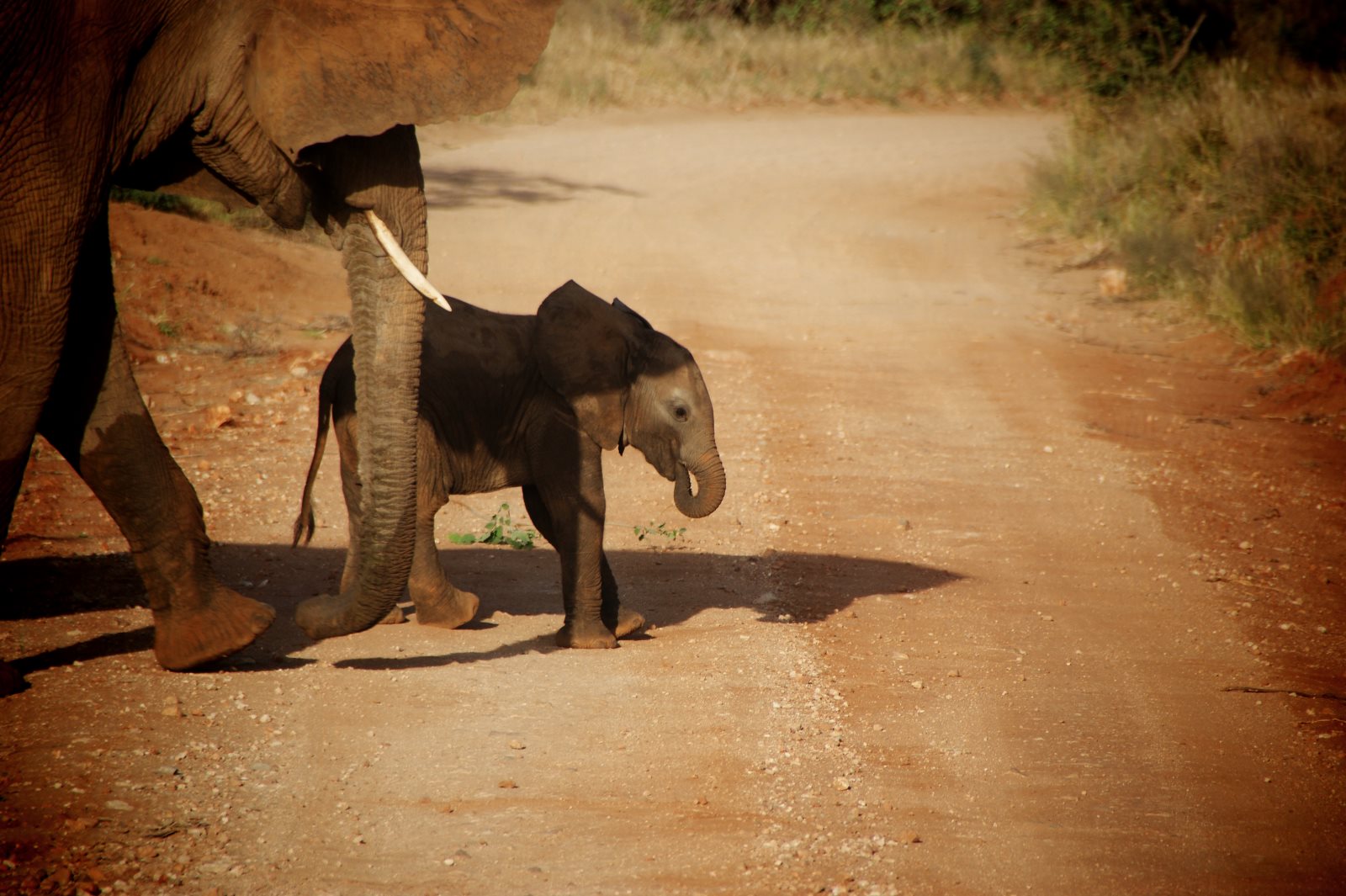 Safari Momente mit Elephanten im Samburu Nationalpark in Kenia, Afrika