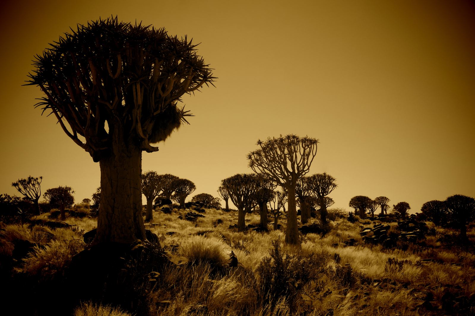 Köcherbäume im Sonnenaufgang, Namibia
