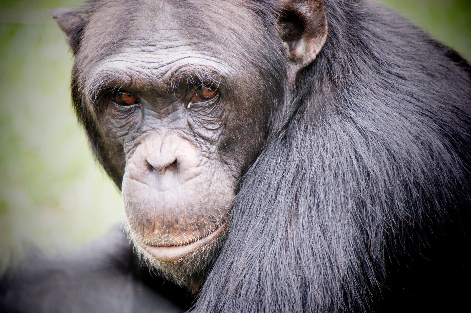 Chimpanzee Tracking at Nyungwe Forest in Rwanda, Africa