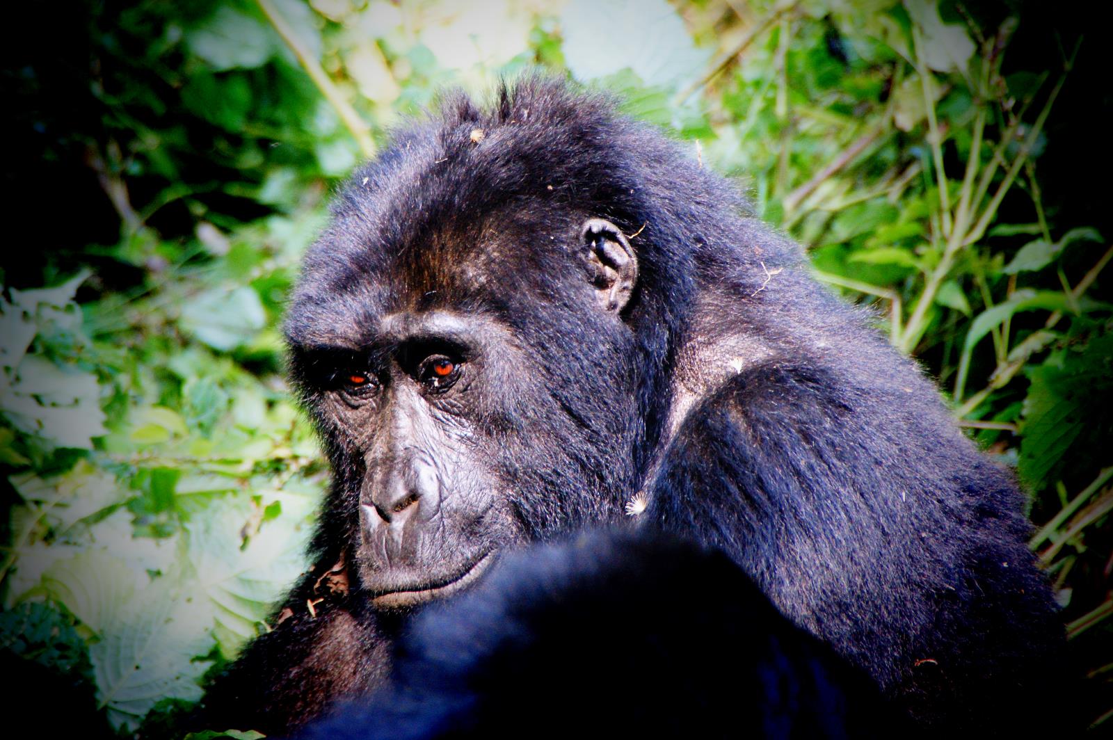 Gorilla Trekking im Volcanoes Nationalpark in Ruanda, Afrika