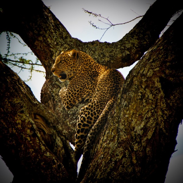 Leopard Sighting in Ruaha