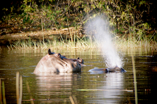 Entdecken Sie Nilpferde in Sambia auf einer Kanusafari