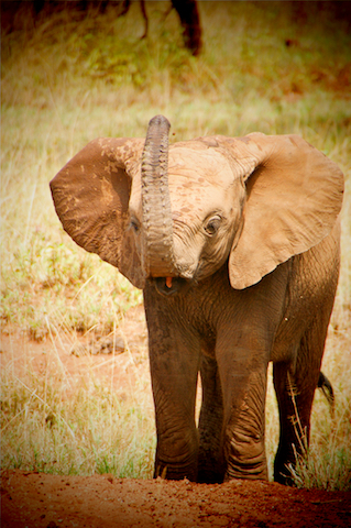 Babyelefant in Sambia