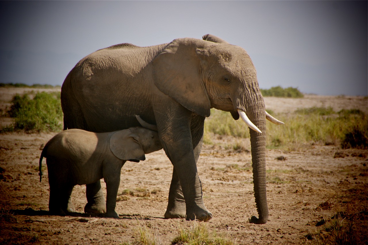 Safari und Elephanten (Elefanten) Begegnungen im Hwange Nationalpark, Simbabwe
