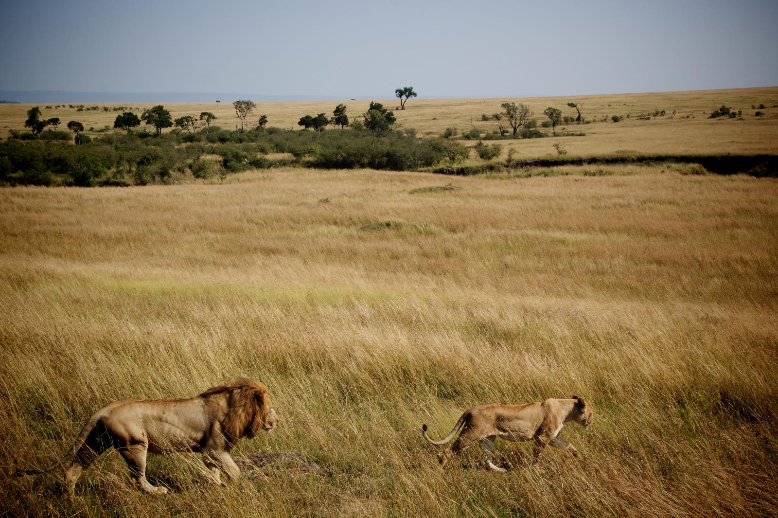 Safari and Lion Encounter at Masai Mara, Kenya