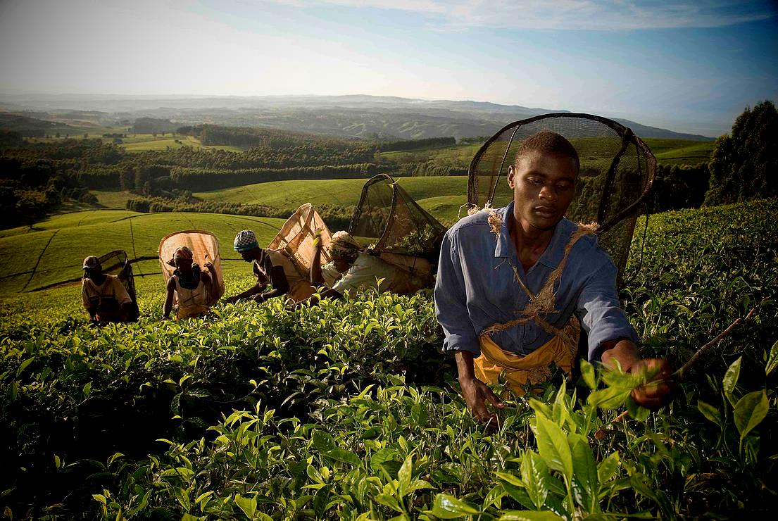 Teepflücker auf der Satemwa Tee Farm in Malawi