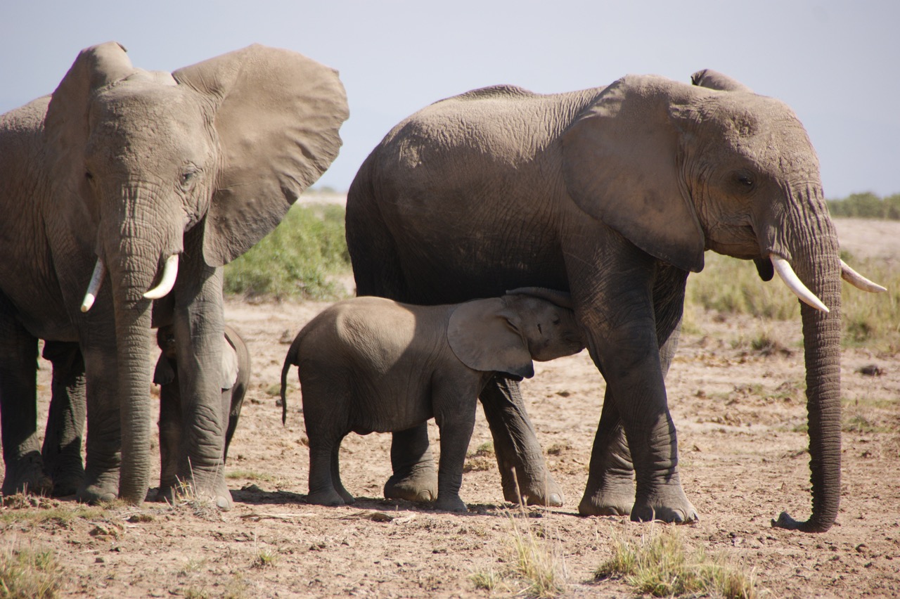 Safari und Elephanten (Elefanten) Begegnungen im Hwange Nationalpark, Simbabwe