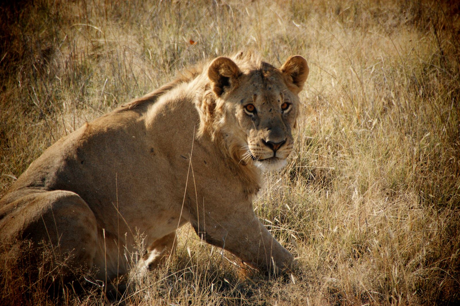 Safari und Löwen Begegnung im Etosha Nationalpark, Namibia