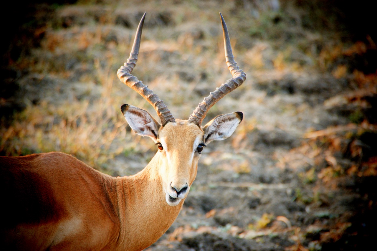 Antelope in South Luangwa, Zambia
