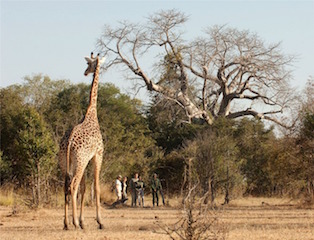 Walking Safaris in Zambia & Zimbabwe
