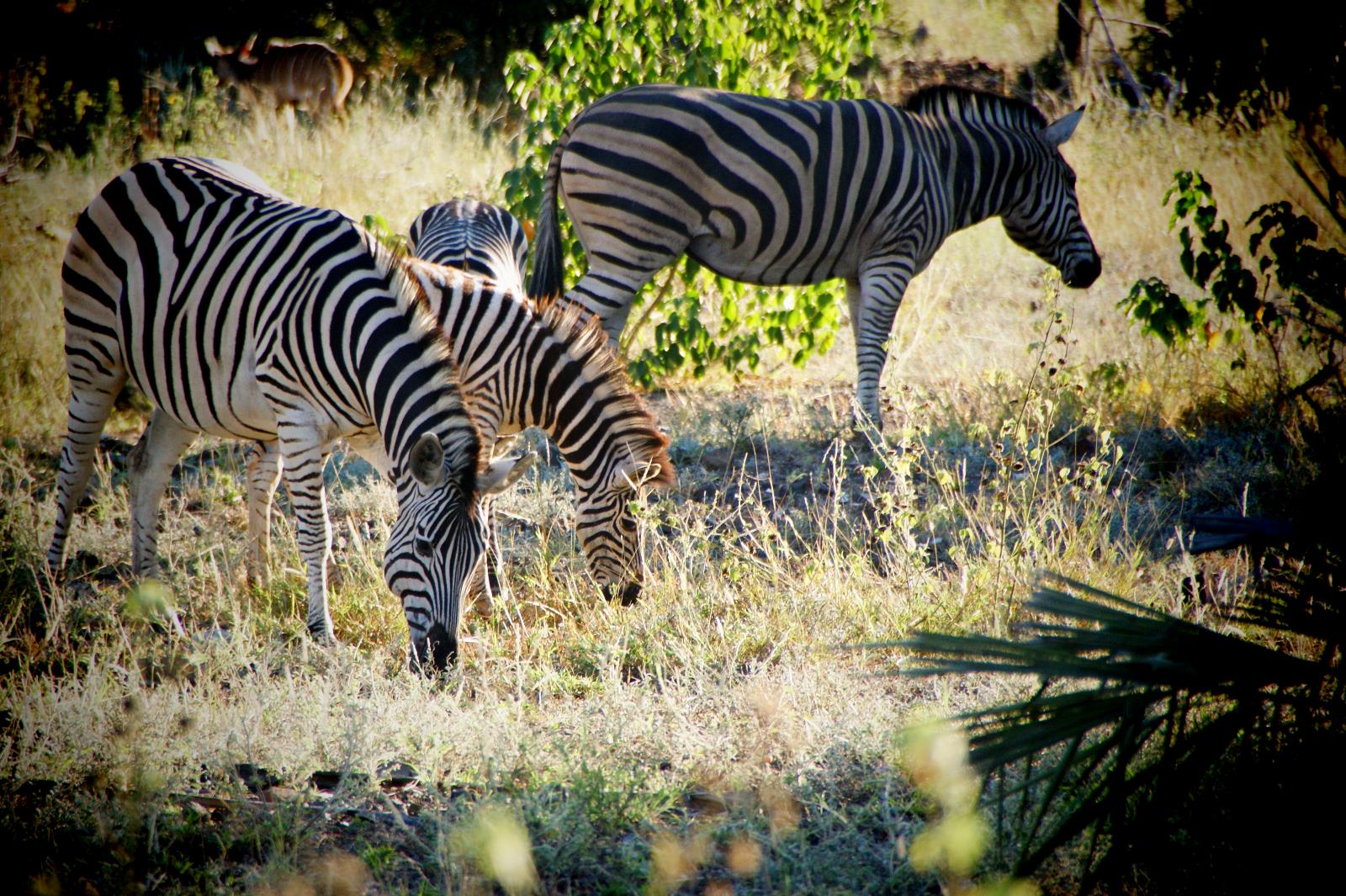 Game Drives through the Eastern Cape Game Parks in South Africa, Zebra sightings