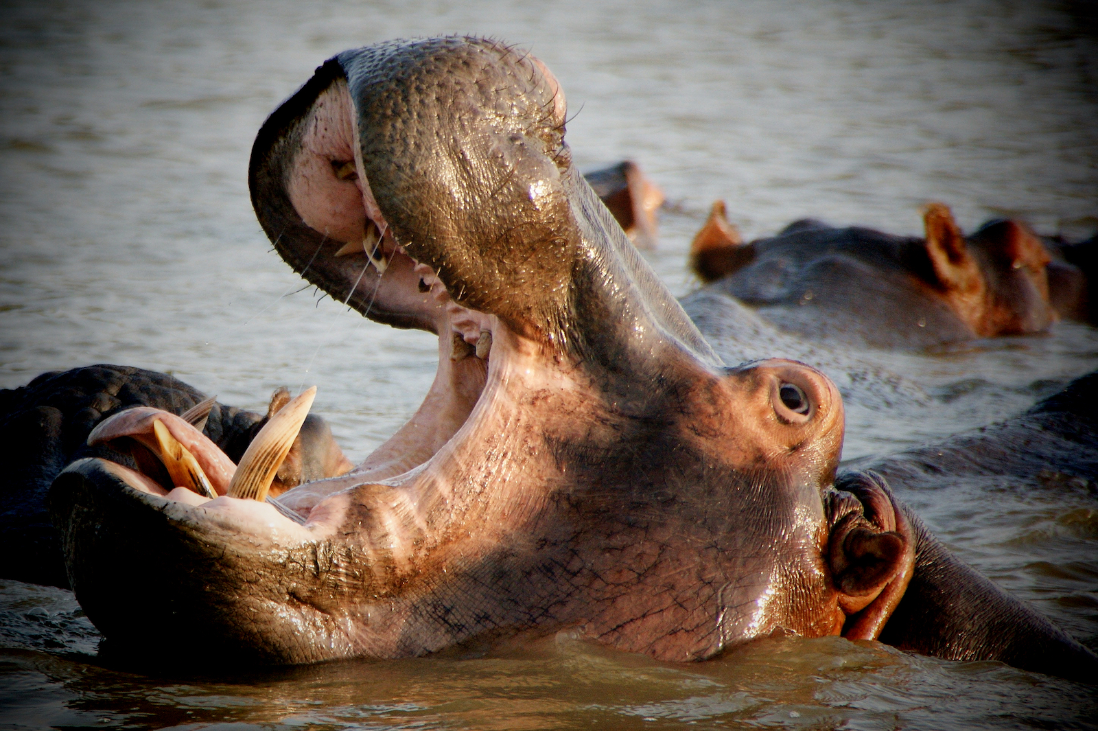 Hippo (Nilpferd), Lower Zambezi (Lower Sambesi) , Sambia