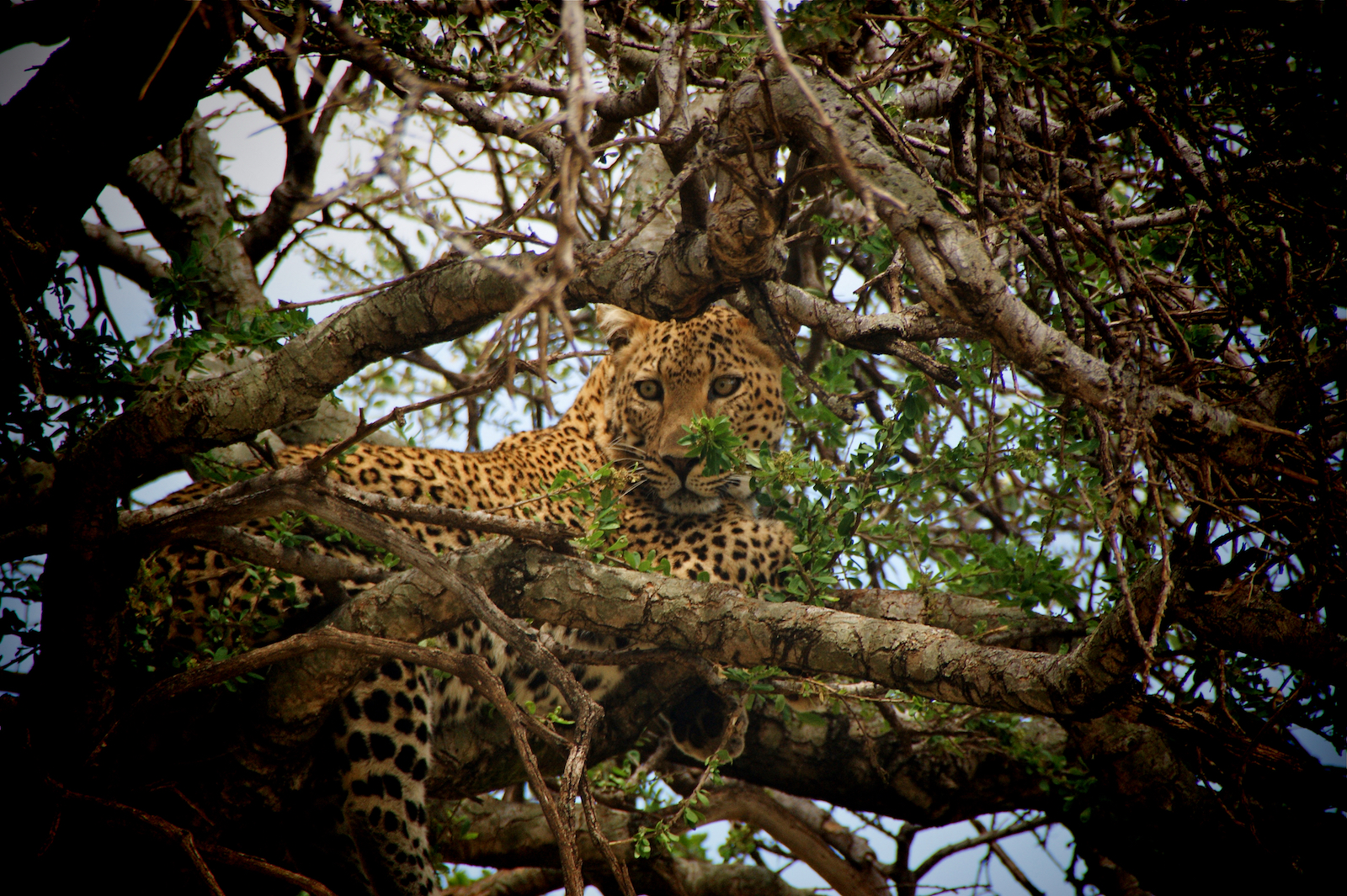 Leopard, South Luangwa, Sambia