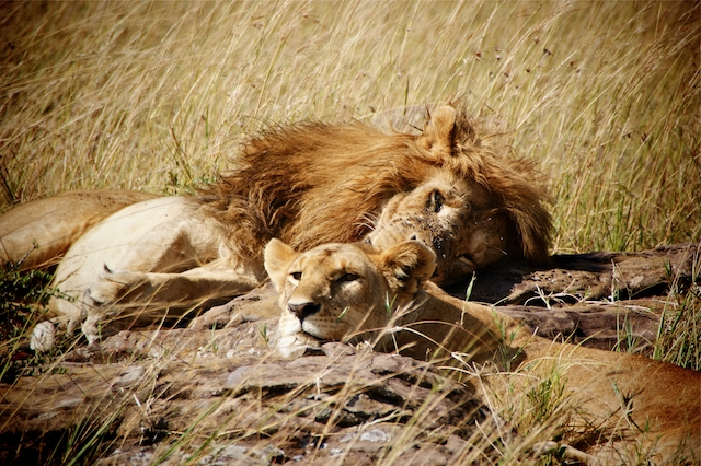Löwen in der Masai Mara in Kenya