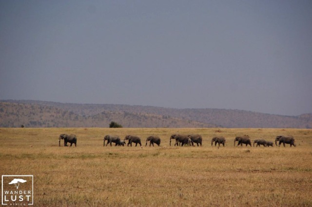 Safari Urlaub in Tansania