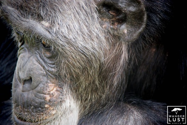 Chimpanzees in Mahale, Tanzania