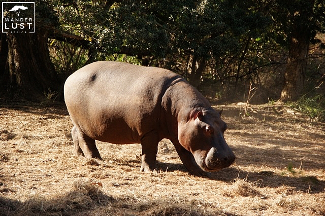 Wildtiere im Hlane Royal Nationalpark, Swasiland