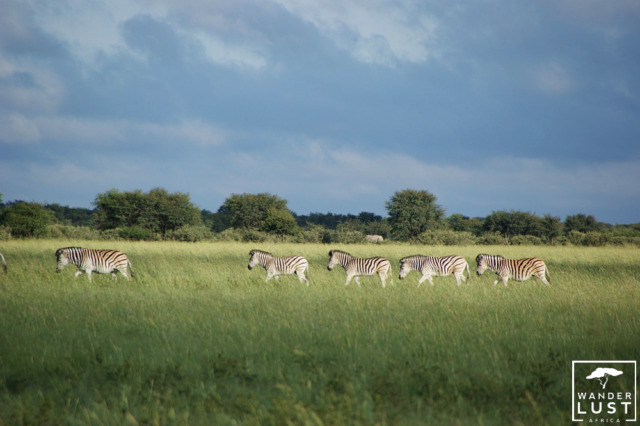 Die Zebramigration in Botswana