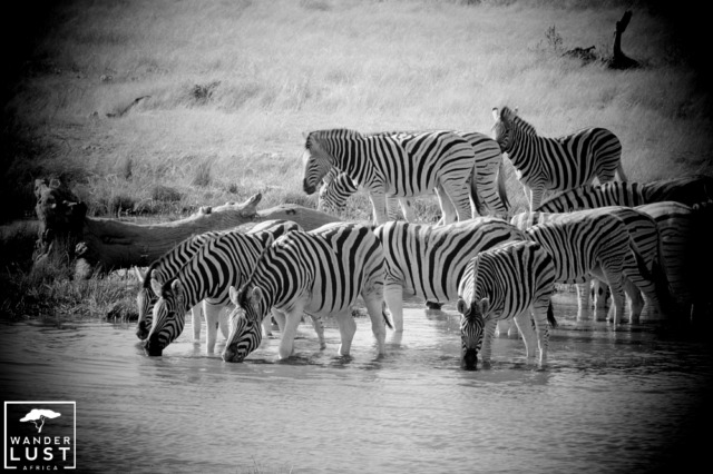 Zebras at one of the many waterholes in Etosha National Park